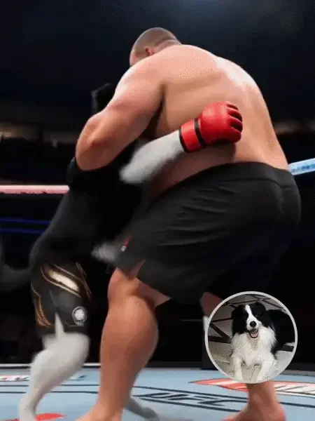 Pet KO