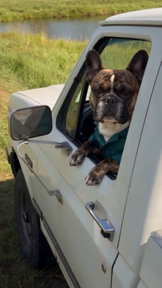 Close-up of the bulldog’s eyes and face from the reference