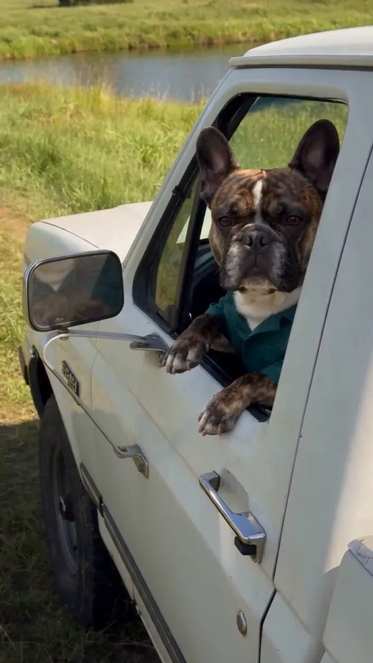 Reference at 5.5 seconds: the bulldog pauses at the window