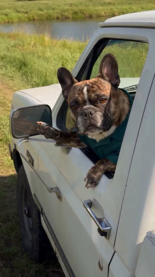 Reference at 10 seconds: the bulldog reacts with a raised paw