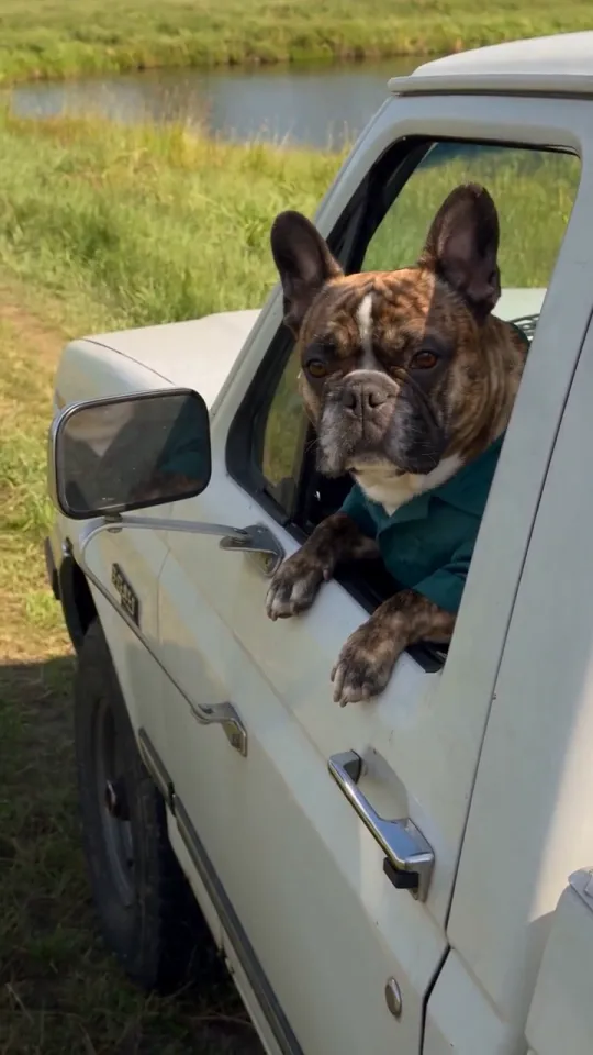 The reference bulldog waiting at the pickup window