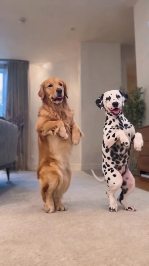 Pet Duo Dance reference detail: keep the pair in a shared space