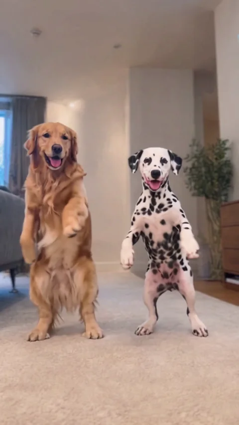 Pet Duo Dance reference detail: let their personalities show in one small gesture